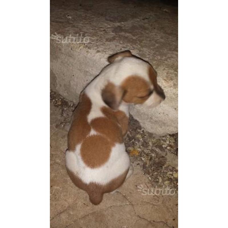 Regalo cuccioli di Beagle