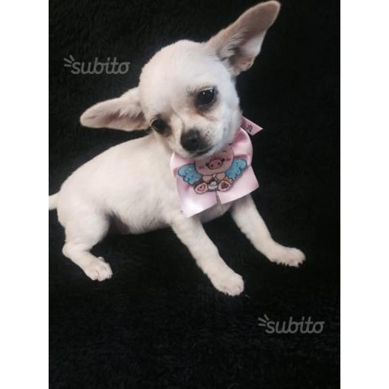 Chihuahua bianca pelo corto