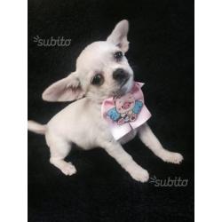 Chihuahua bianca pelo corto