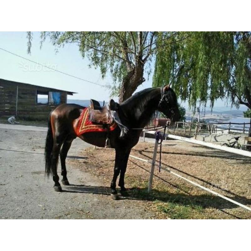Cavallo Andaluso PRE