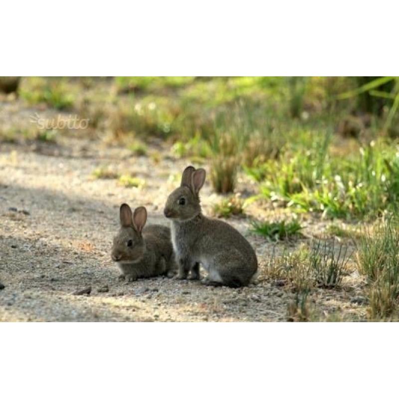 Conigli selvatici allevati a terra