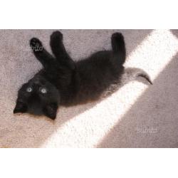 REGALO gattino nero con occhi verdi