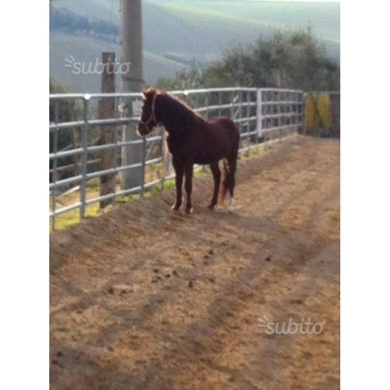 Pony, mezzo cavallino, arabetto