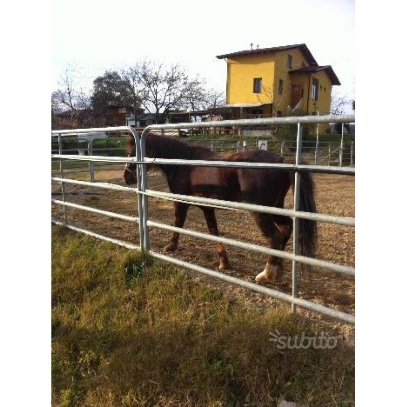 Pony, mezzo cavallino, arabetto