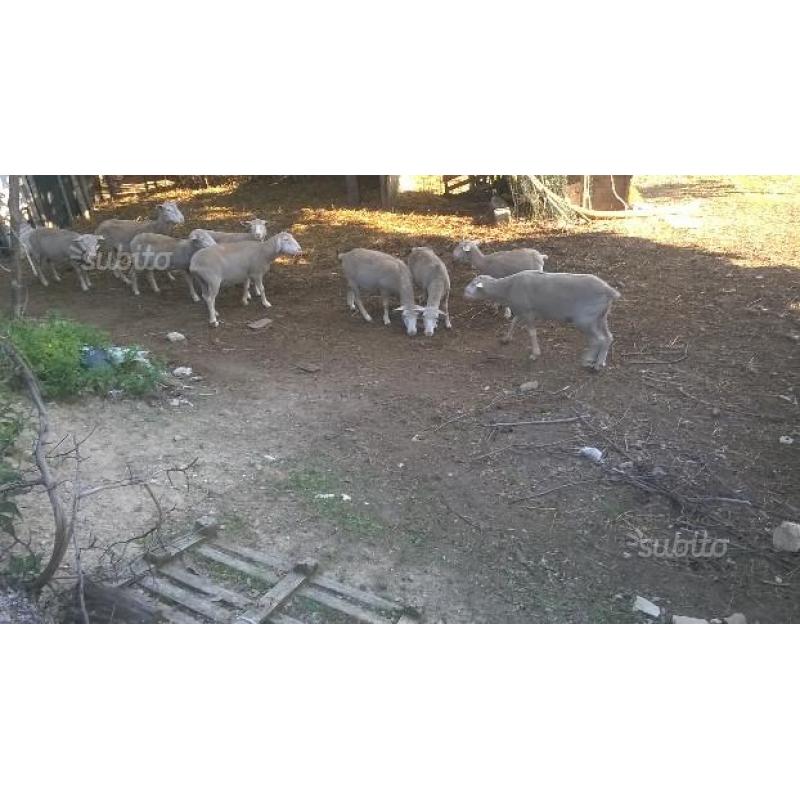 Privato vende pecore